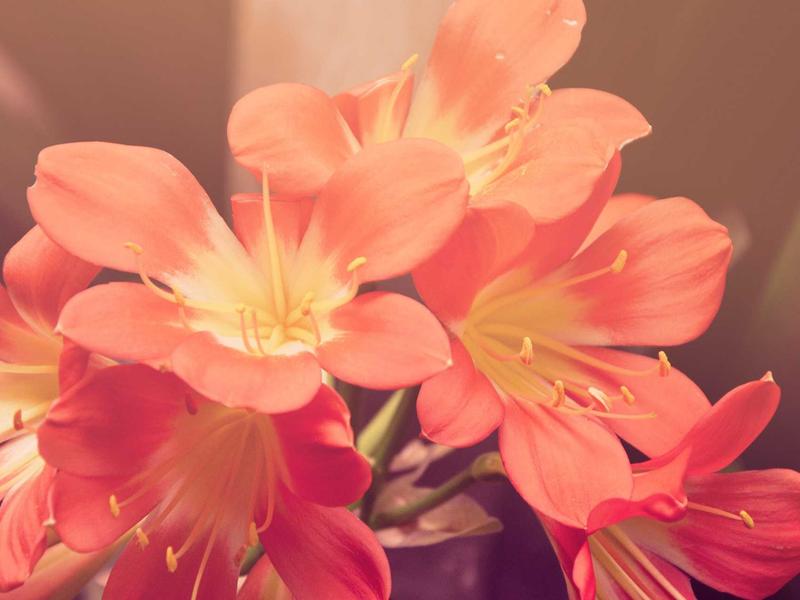 Toyota Land Cruiser 300 photo 2